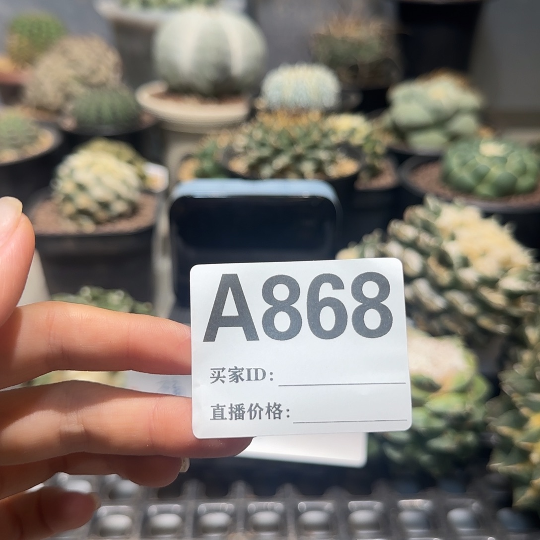 ****g实生仙人球特价一颗