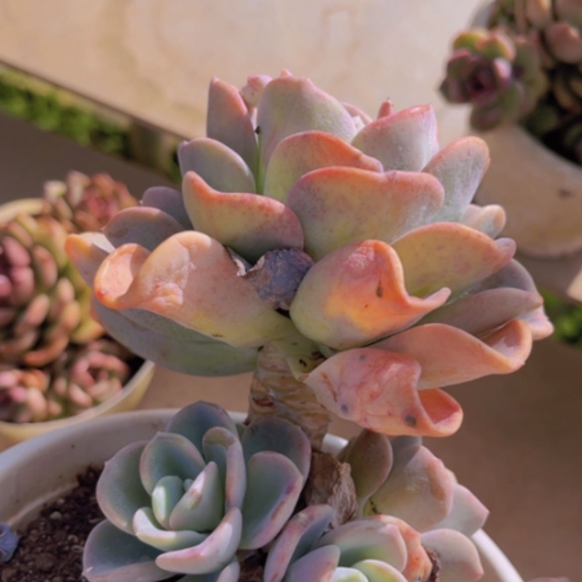 【闪购商品】美尻02236