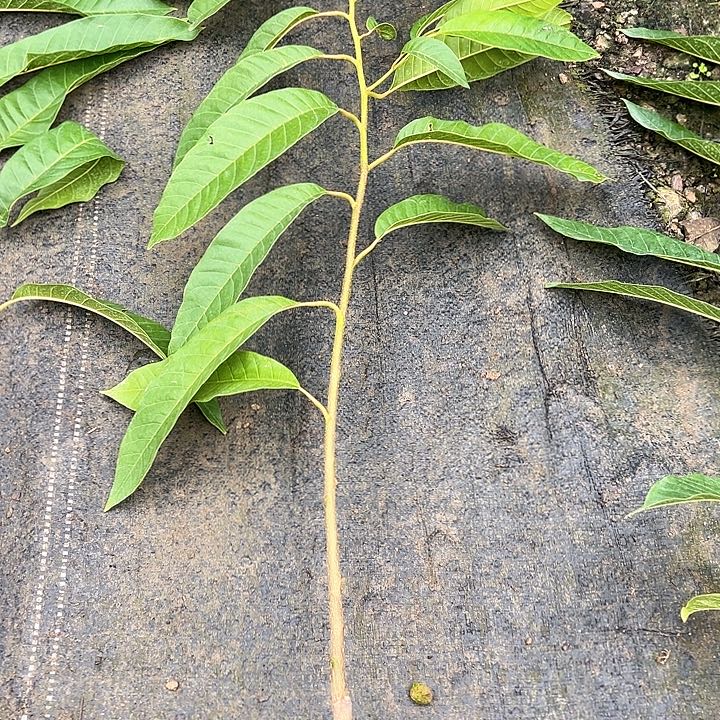 用***2天使25890074578974335红牛