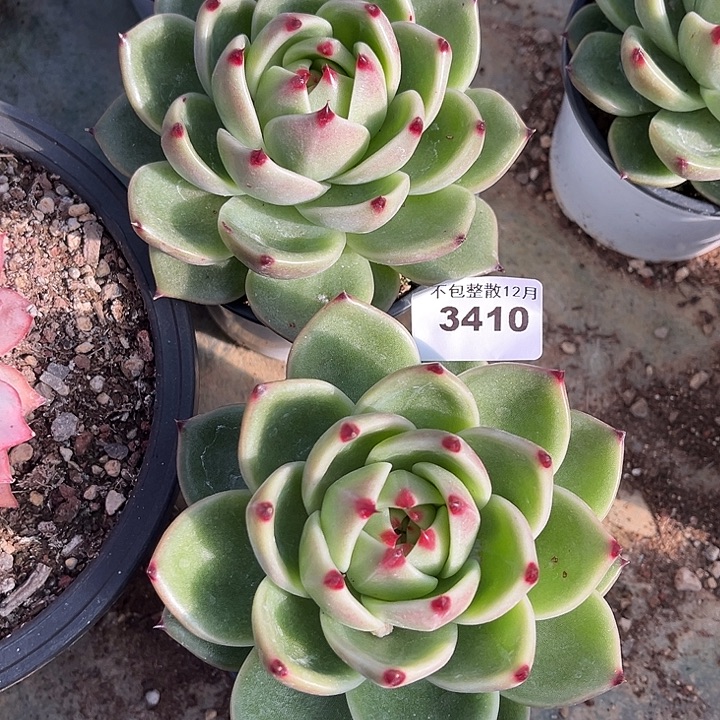 阿雅园艺。        3410