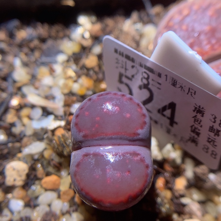 精品生石花28.524