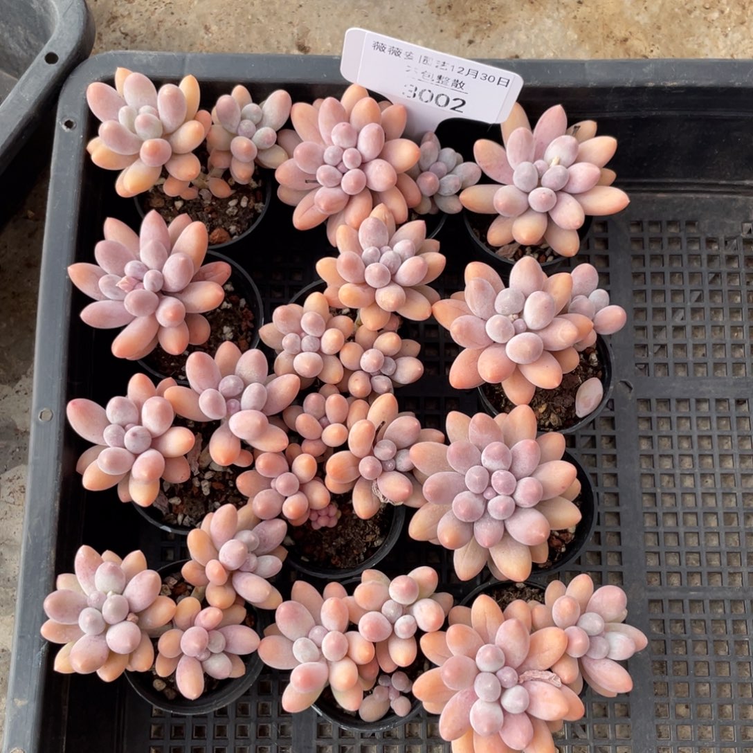 不包整散 盆子不售后3002