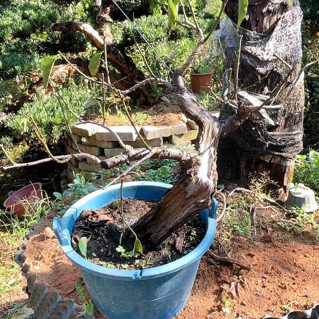 无花朵梅花骨红小老桩