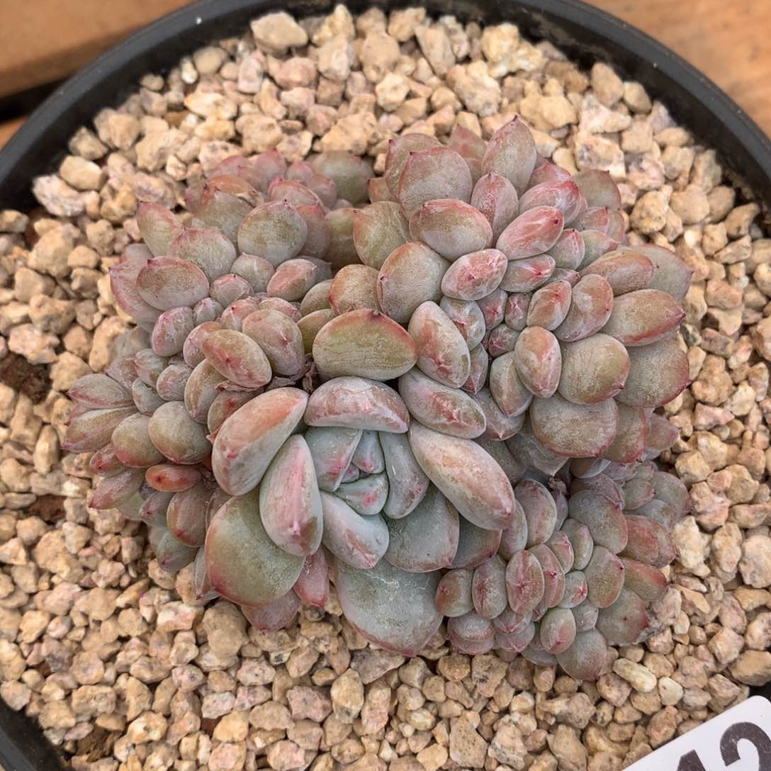 D1312逗号的多肉花园