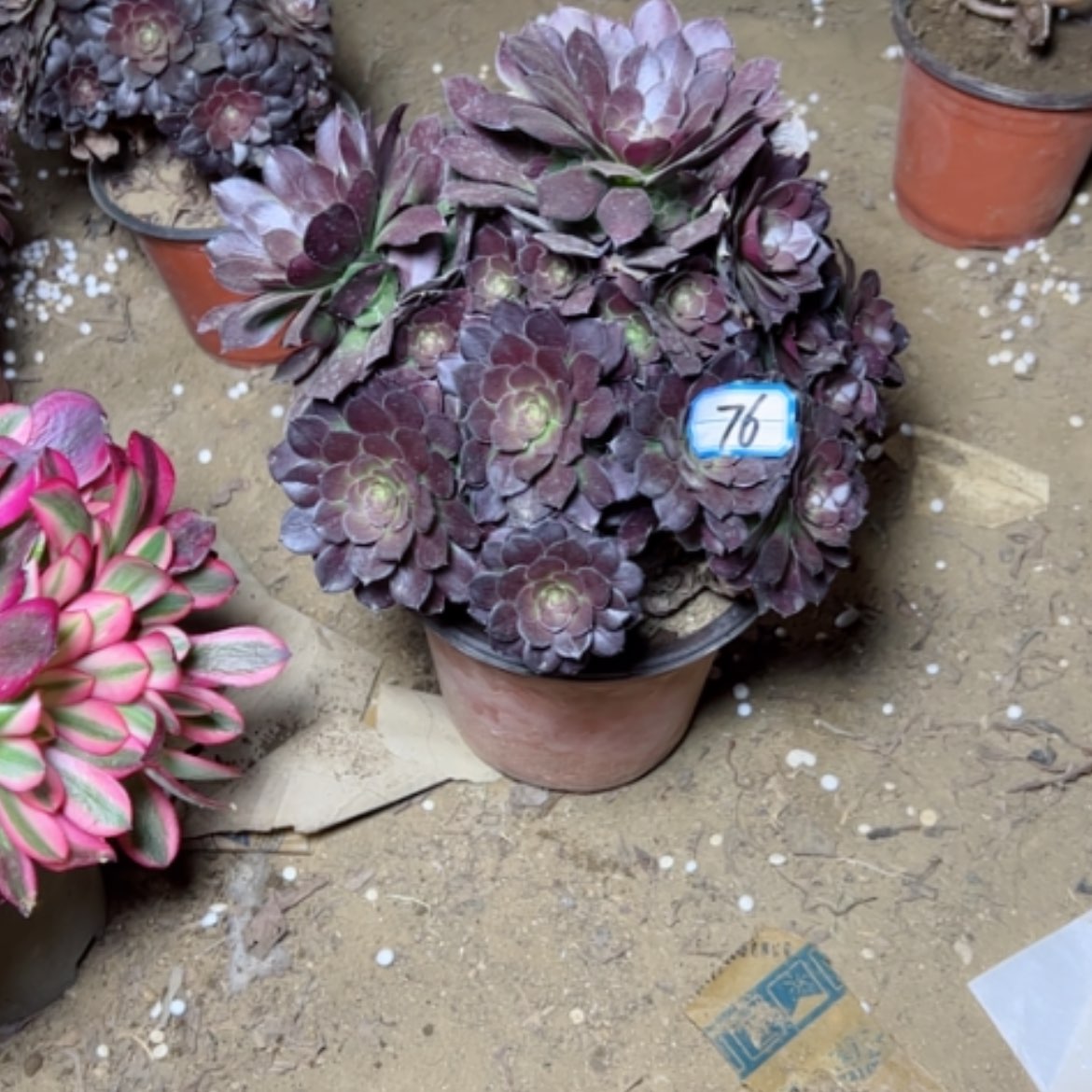 【闪购商品】多肉植物和兰76