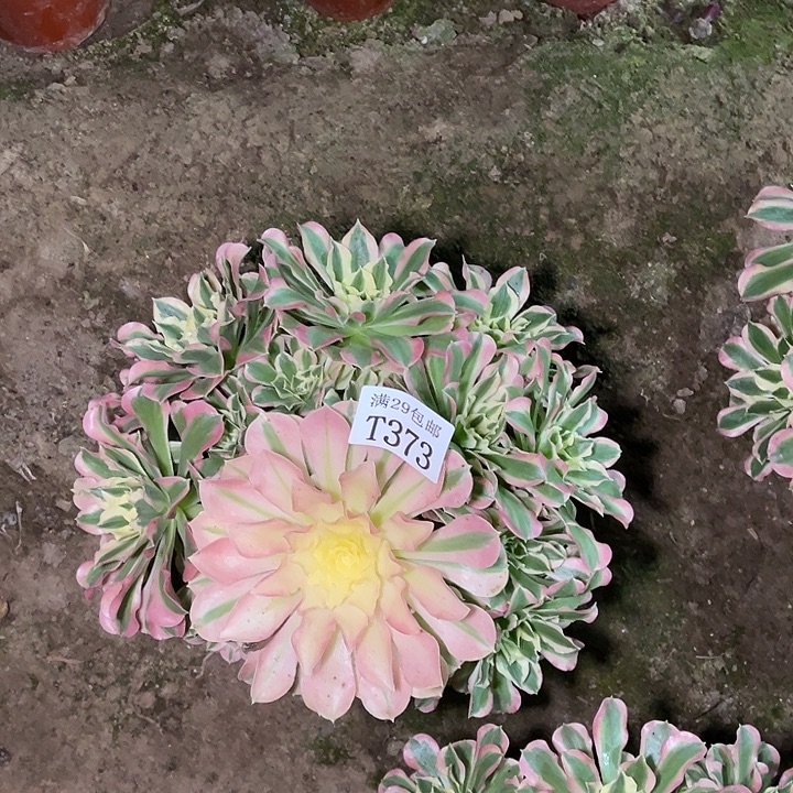 373白凤多肉植物      