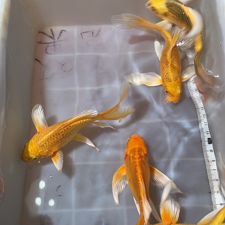 蝴蝶鲤鱼渔场直发140