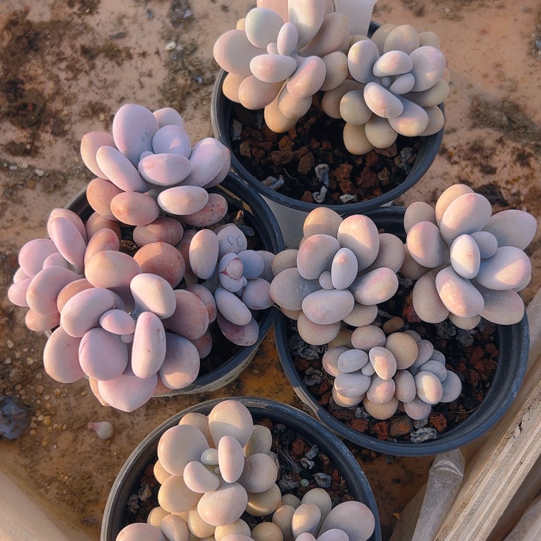 桃蛋四颗5013号一物一拍