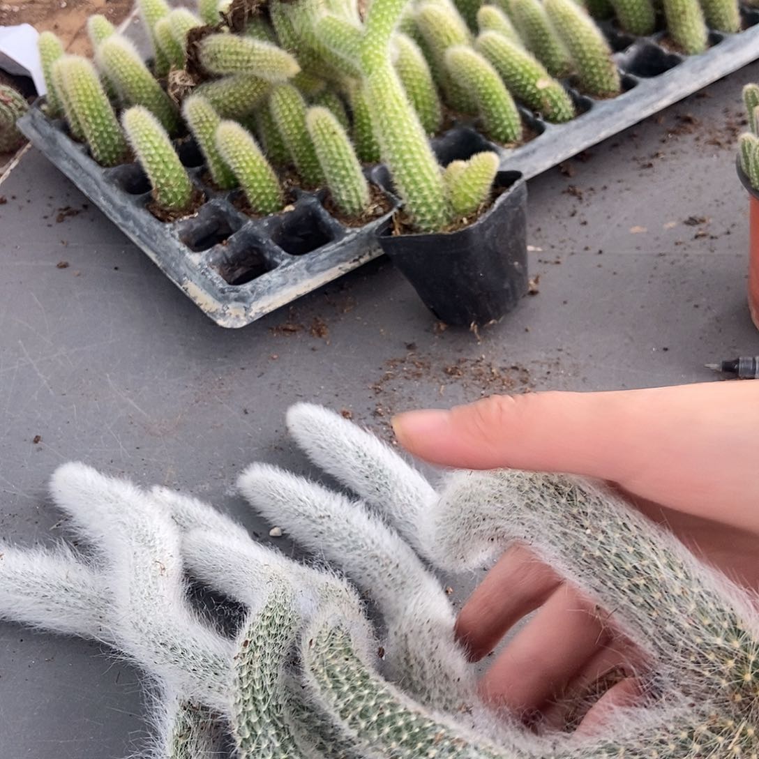 4颗九尾狐脱土发货长毛