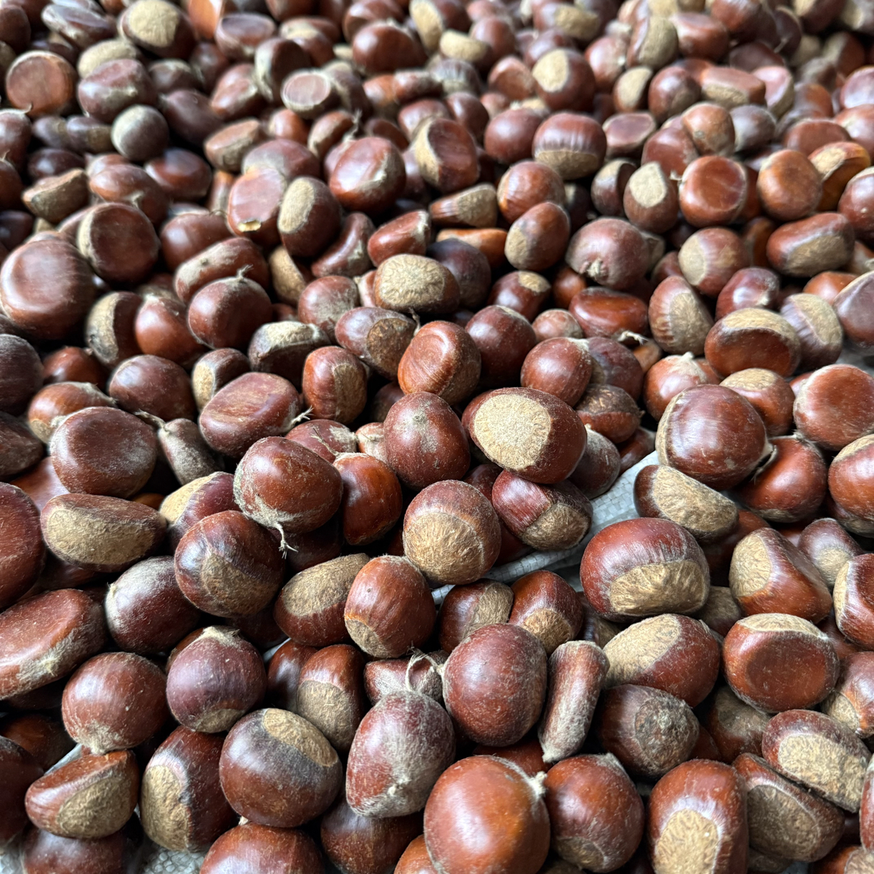 陕西岚皋高山新鲜板栗3斤5斤9斤