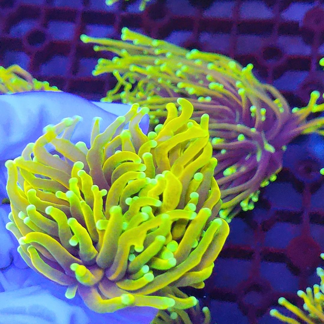 智海珊瑚不支持退货不包邮接受下单