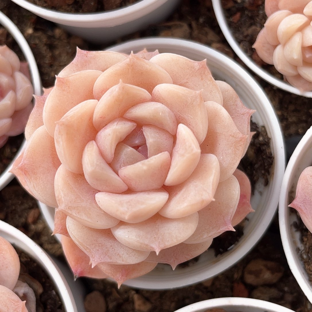 优选纯爱福利799