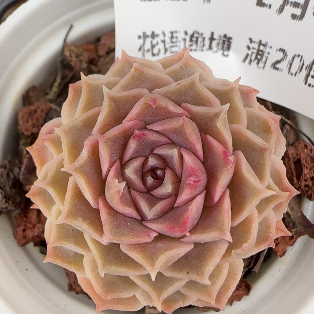 花语逸镜0203-221