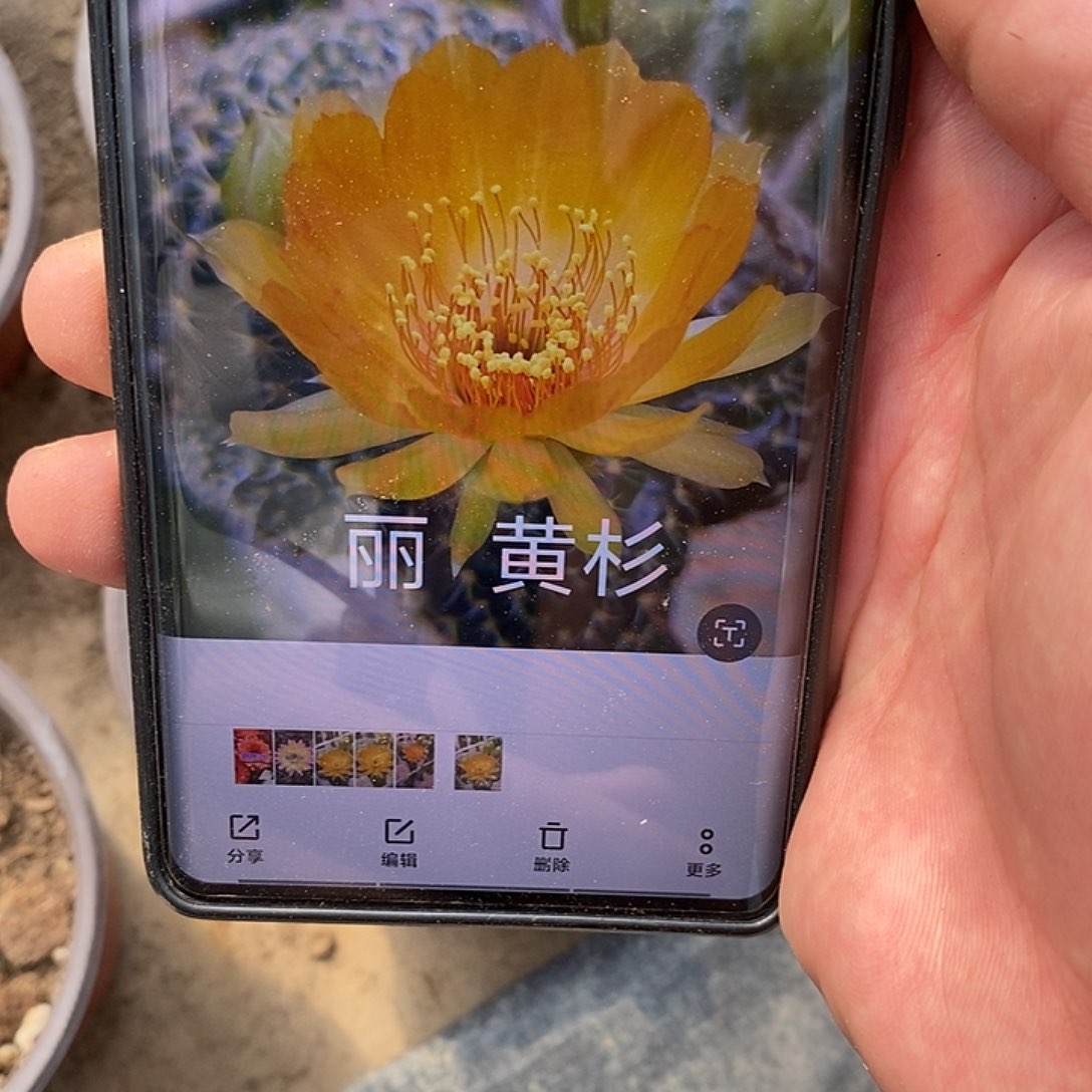 丽 黄衫侧芽 歪 20包邮4公分