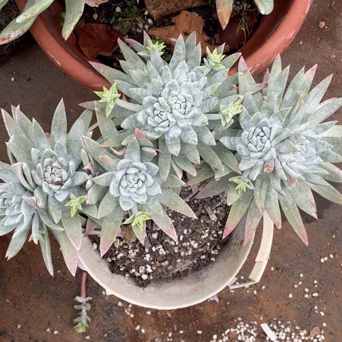 【闪购商品】大宽叶白姆老庄30公分