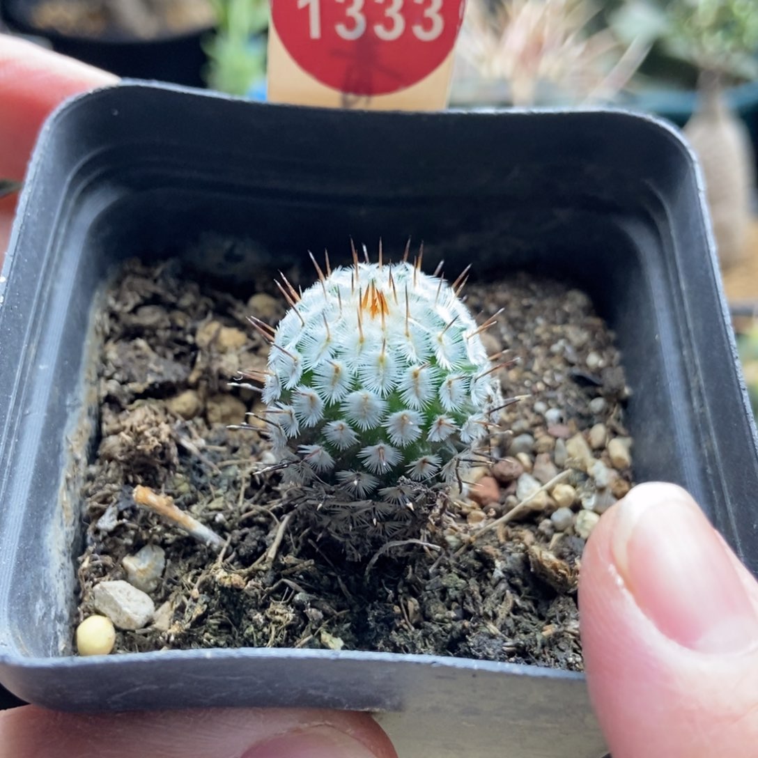 实生直刺佩雷2.1cm