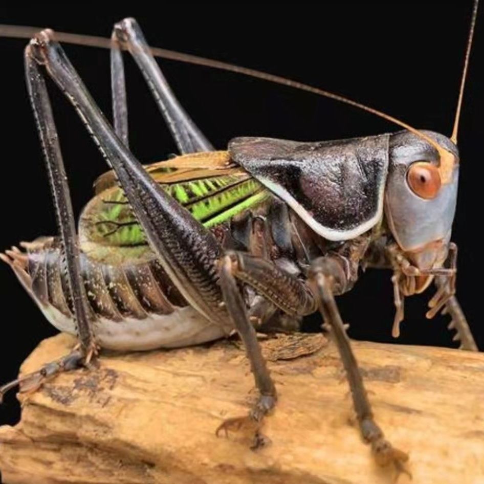 蝈蝈活体 过冬蝈蝈批发 蝈蝈活物 新脱活提 铁皮蝈蝈 鸣虫批发