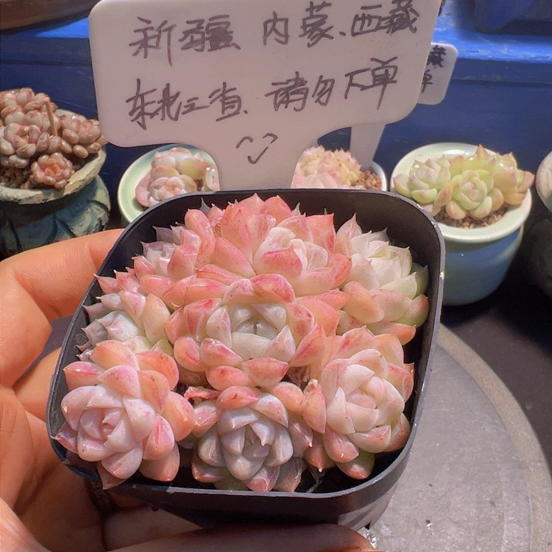 月影珍妮，带盆发货，