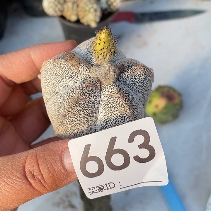 仙人球无花朵恩冢663号