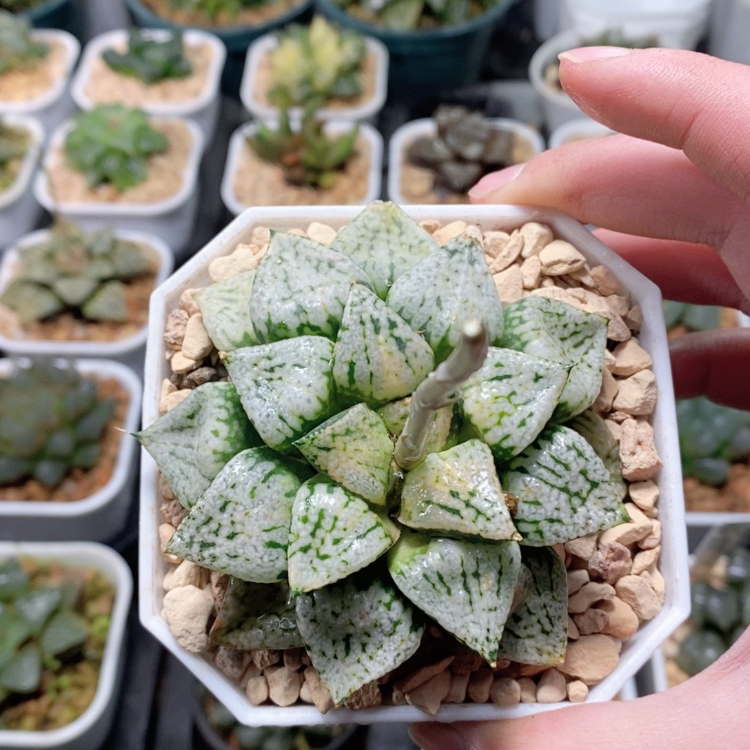 潘多拉魔盒玉露多肉