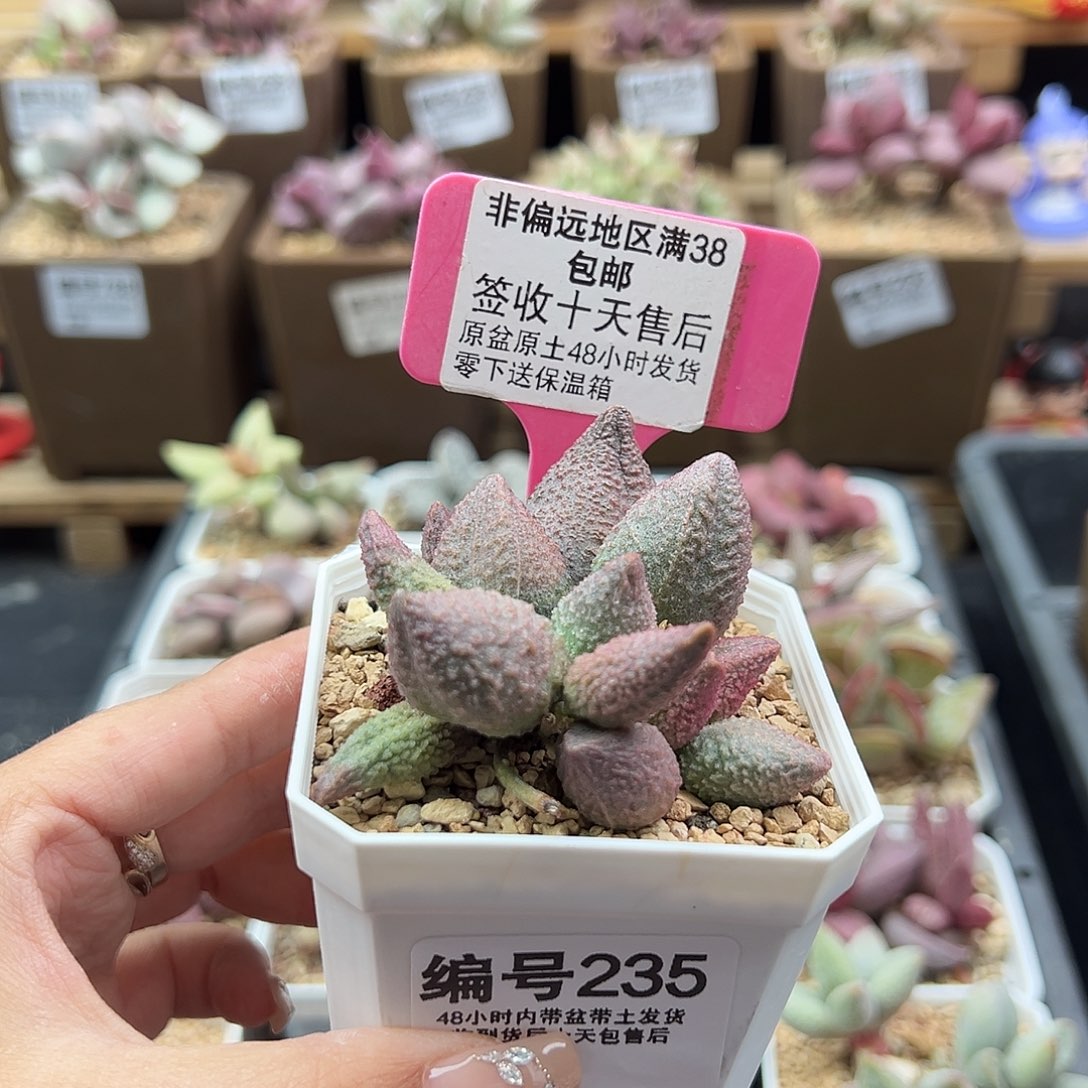235红粉哈莫杂多肉植物