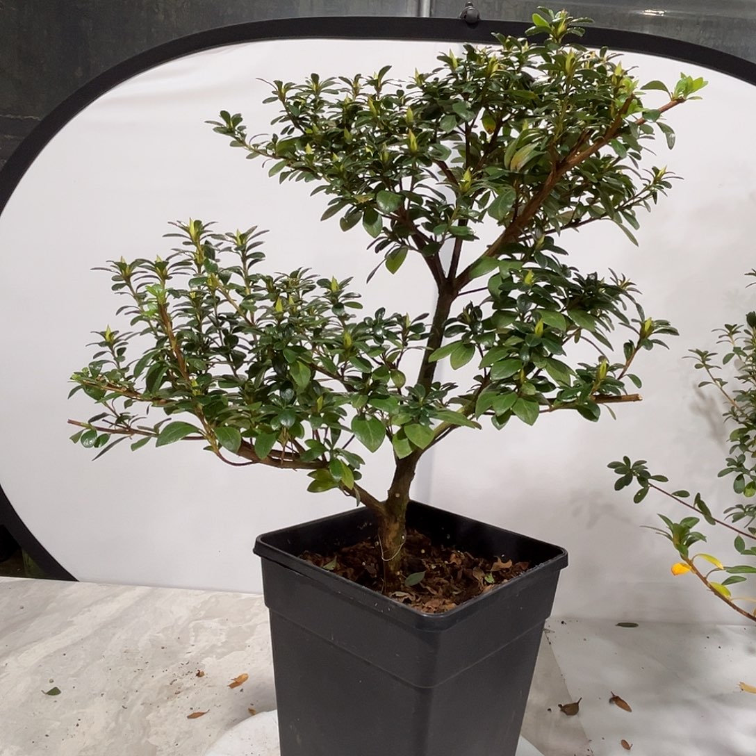 浪***涯完全开放绯梅锦杜鹃