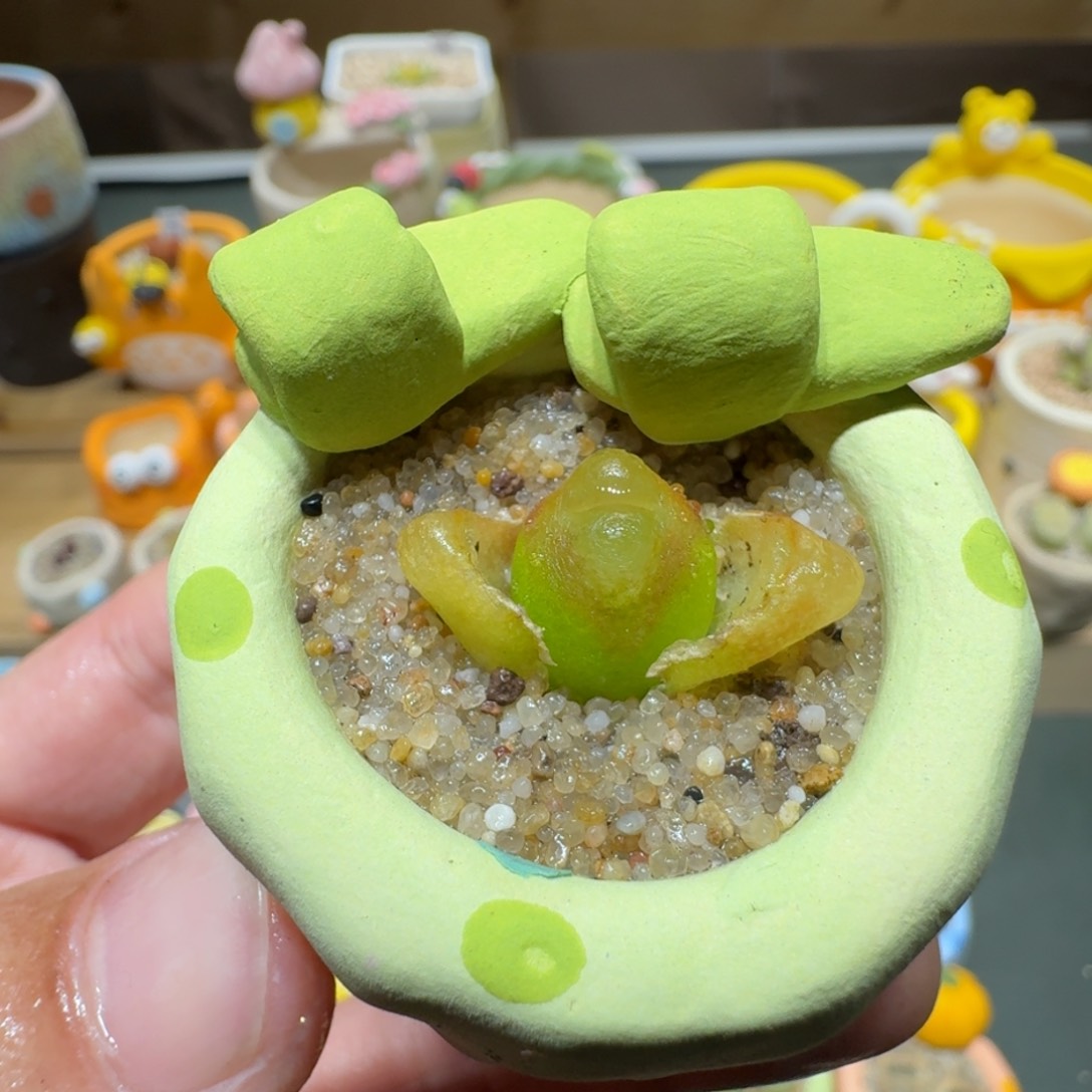 红陶蘑菇606毛汉尼