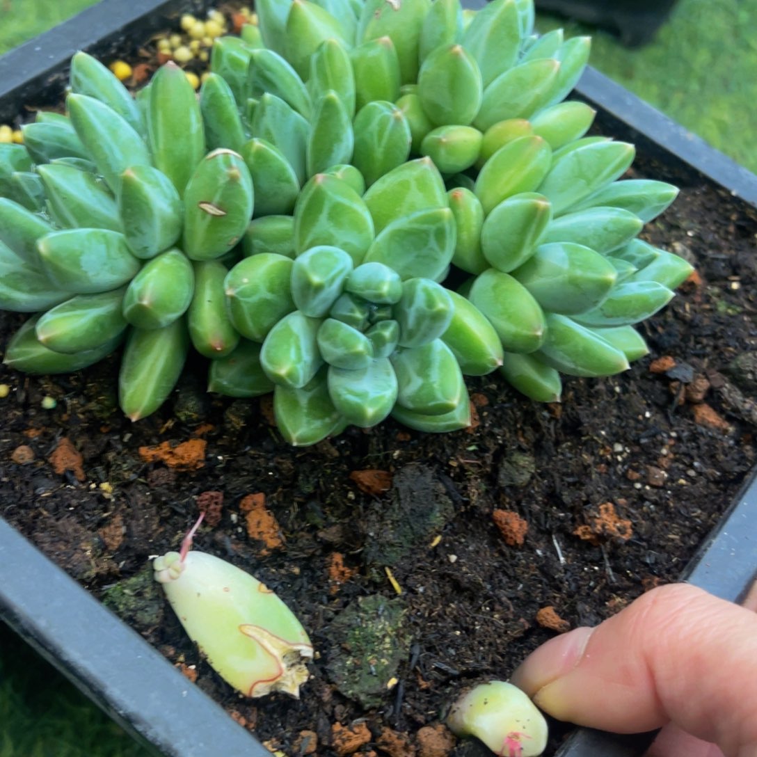 风**里美人发货111111111