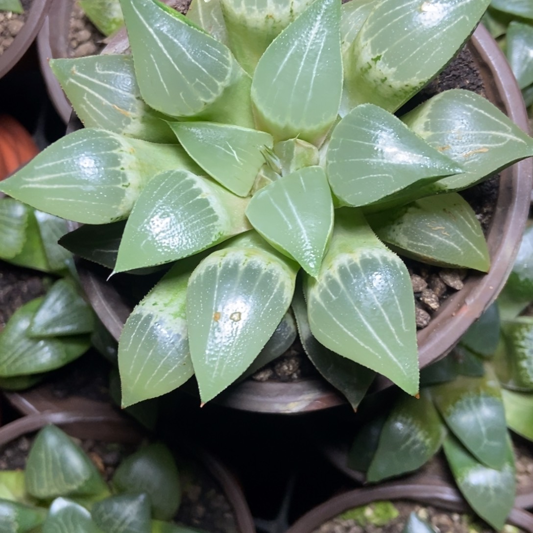 a***6是是是是是是是是是寿