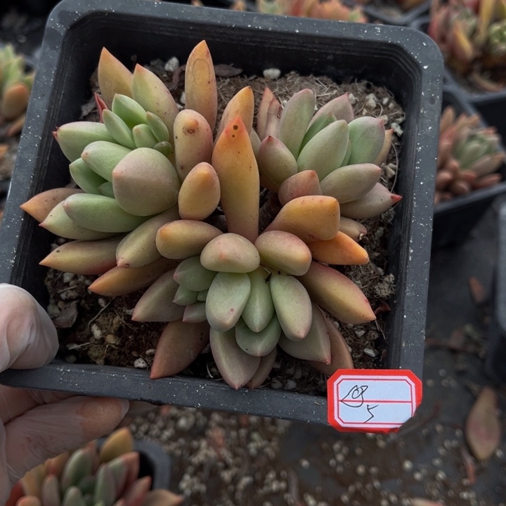 ?桃花源一颗五得