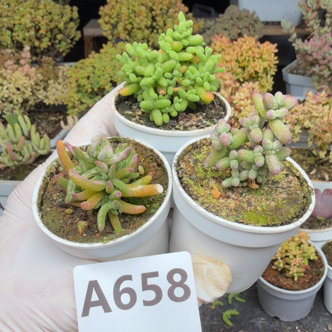 A658白虎班锦加彩虹卷卷➕蜜橘新手福利一组