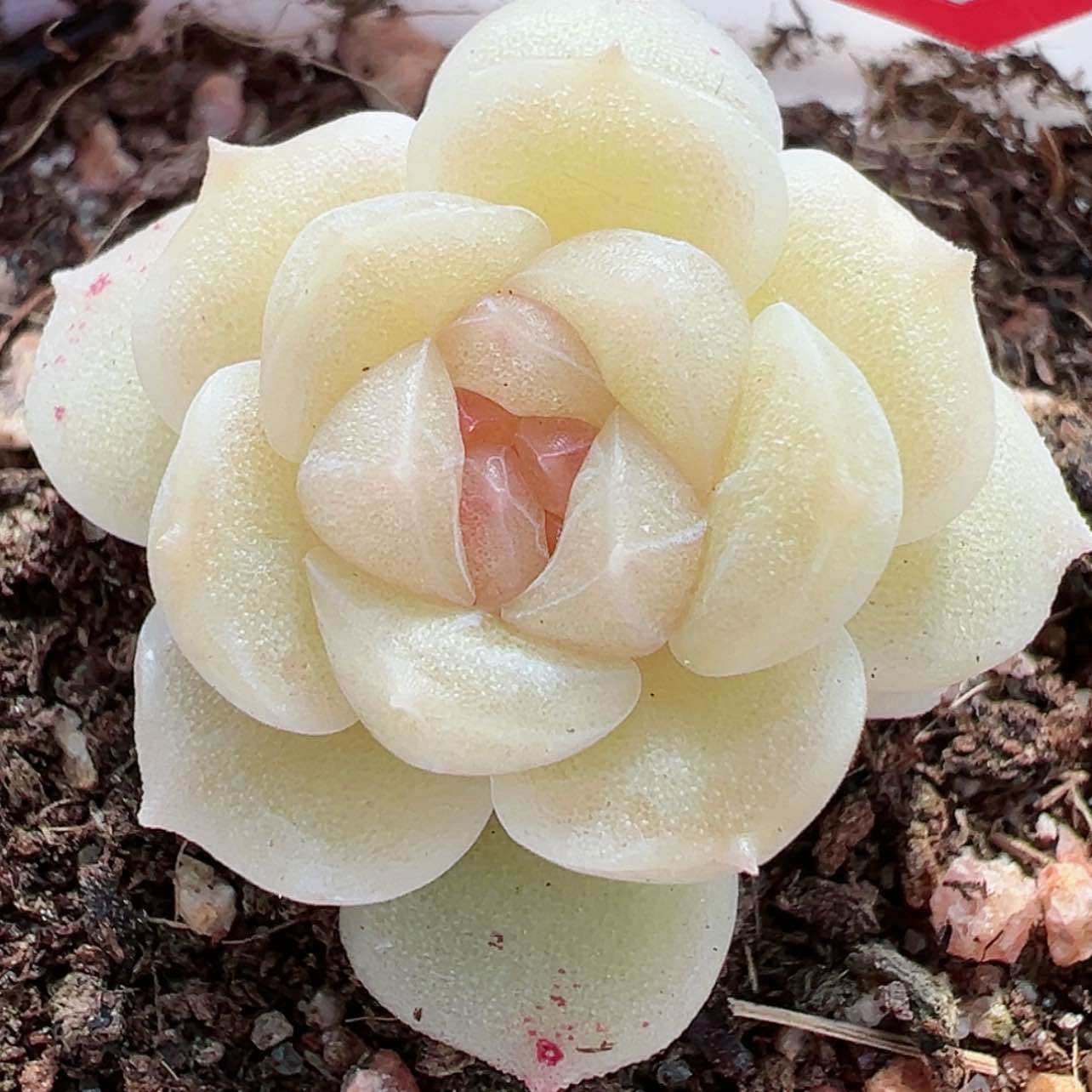 【闪购商品】905号哈哈