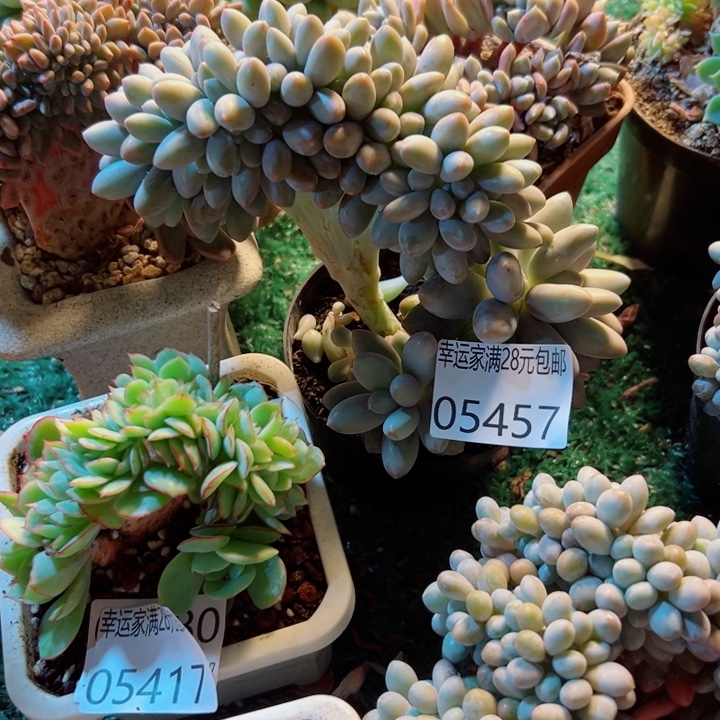 幸运的是我还没 幸运