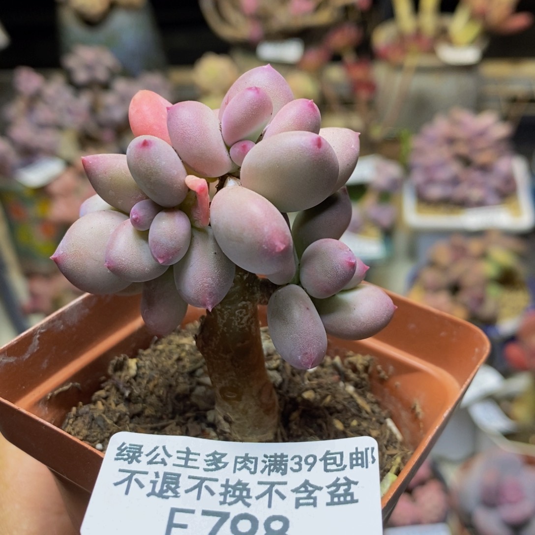 798苹果奶四代多肉5cm有断枝