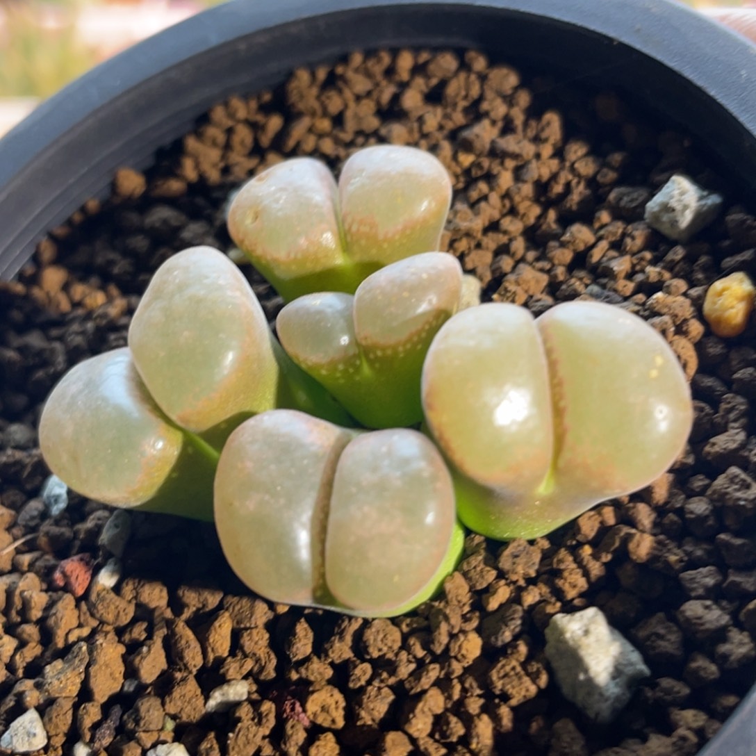 大翻窗红风铃植物一物一拍