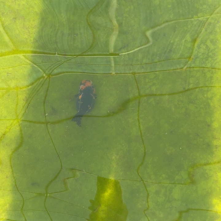 风***语海水鱼风一条重墨小精品