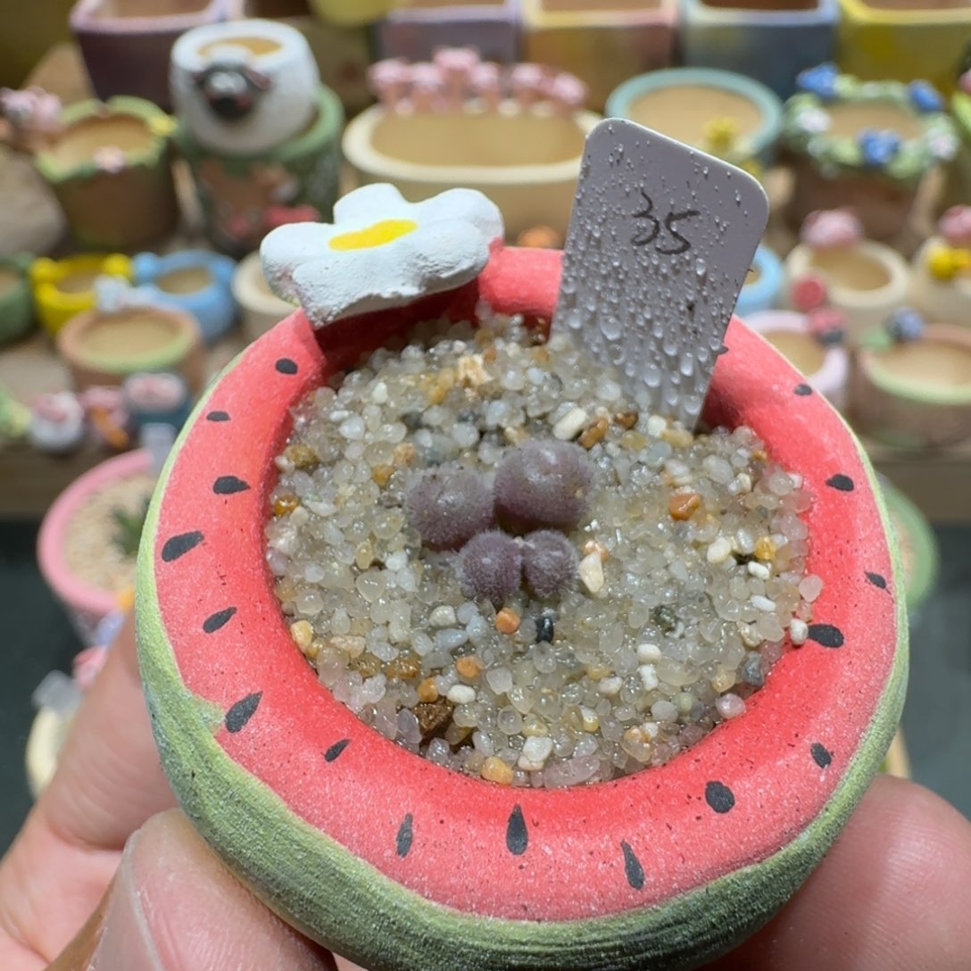 蘑菇1179s毛球多肉植物