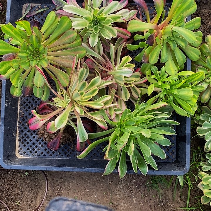 法师锦多肉6颗法师锦多肉461