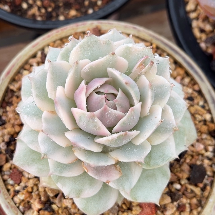 露娜莲锦 多肉植物