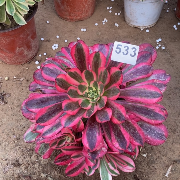 533美杜莎手捧多肉