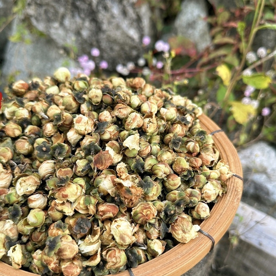 2025古树茶花苞半开，花香蜜甜，茶伴侣云南大叶种