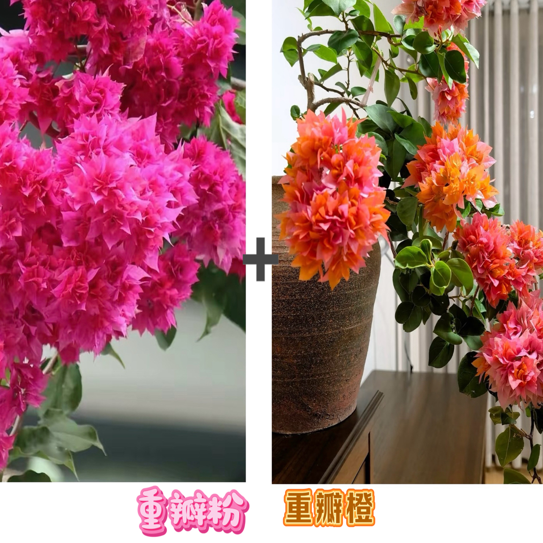 （重瓣粉+重瓣橙）到手2棵三角梅室内四季勤花可爬藤(不带花不带盆）