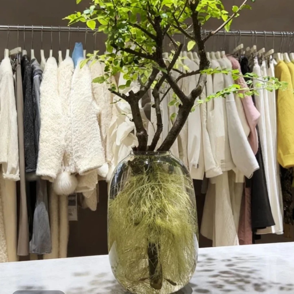 丁香木水培植物发货时不带根不带叶，新疆，西藏，内蒙，甘肃，不包邮