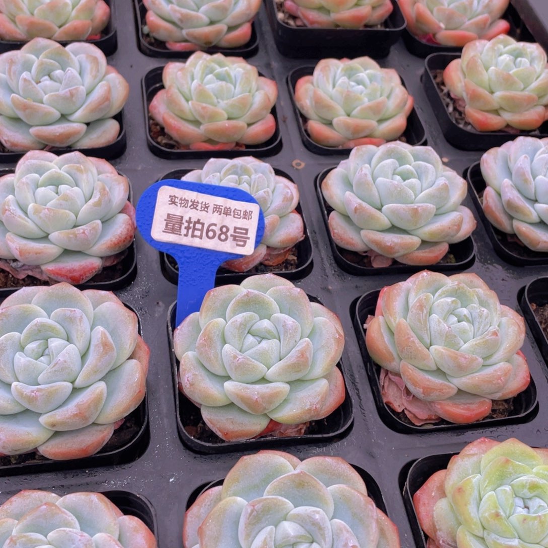 量拍68号 肥胖樱花钻石冰玉单头一个