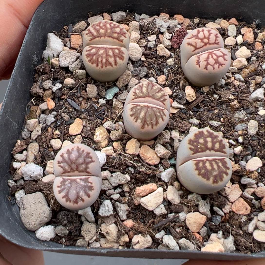 9.27好看的多肉脱土发货881