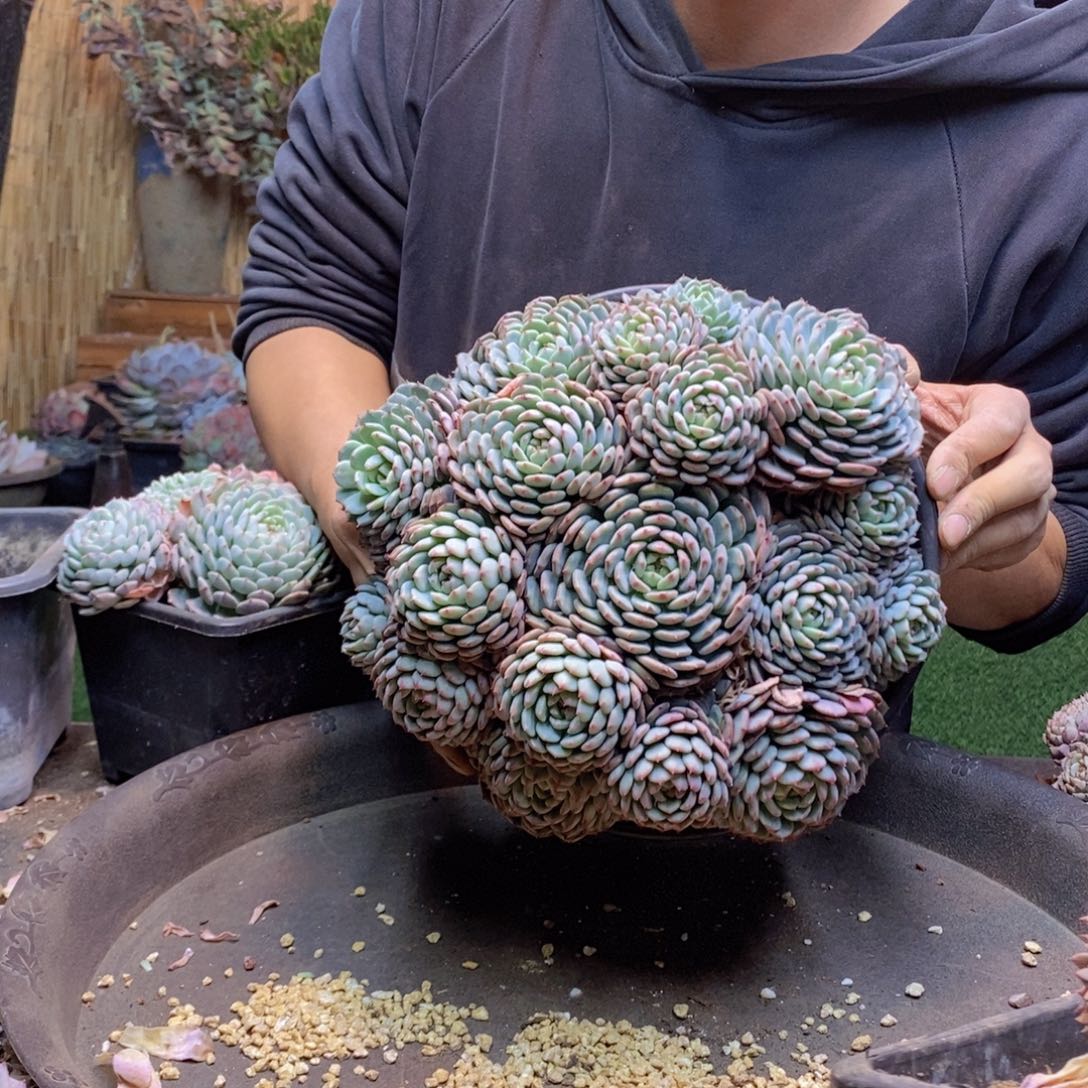 丸****妹C304 号白胖子多肉