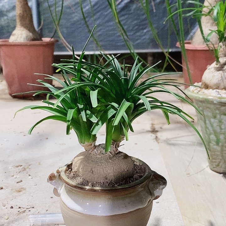 安****无花朵宽叶酒瓶兰罐子