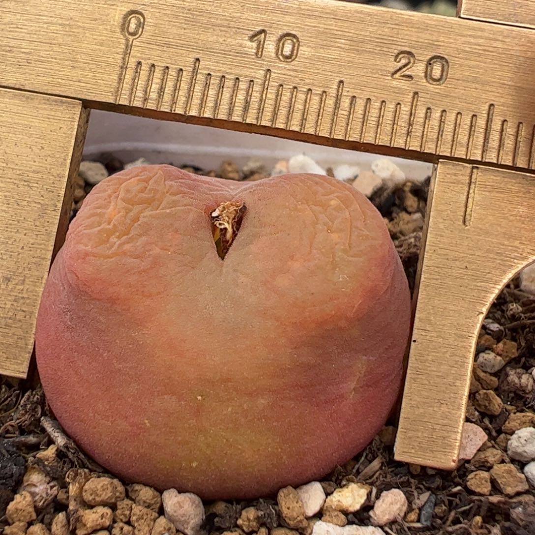 2.5厘米进口水蜜桃多肉