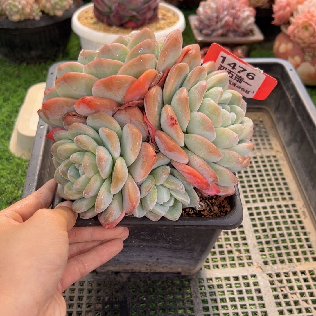 表妹精品多肉1476.