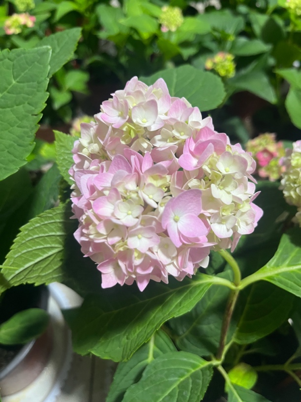 绣球＃四个花头淡粉色无尽夏＃新老枝开花